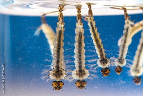 Quadro su tela Asian tiger mosquito larvae in water alive, Aedes albopictus