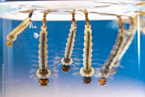 Asian tiger mosquito larvae in water alive, Aedes albopictus photo