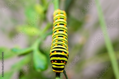 Exotic colorful butterfly caterpillar, Old World swallowtail, Papilio machaon. Yellow, black, orange photo