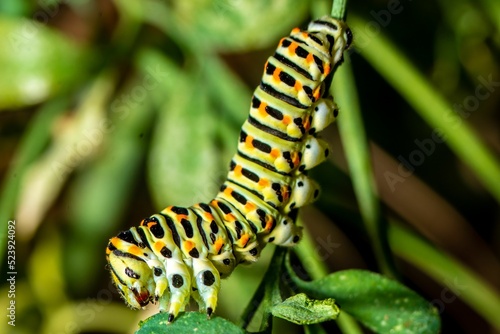 Exotic colorful butterfly caterpillar, Old World swallowtail, Papilio machaon. Yellow, black, orange photo