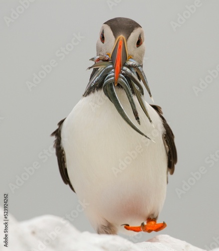 Canvas Print Closeup of a cute Atlantic puffin with a beak full of fish standing on snow