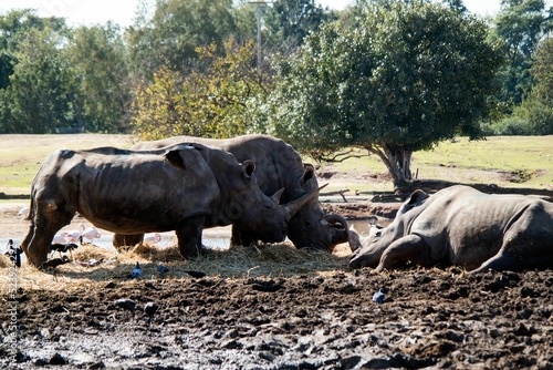 Rhinos in Ramat Gan Safari Park in Israel photo