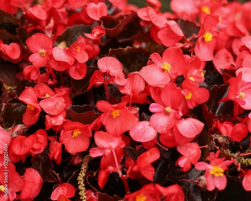 Closeup shot of red begonia flowers