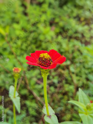 jardín silvestre flores 