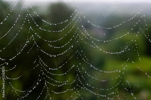 Beautiful natural background with a necklace of water drops on a cobweb in the grass in spring summer. The texture of the dew drops on the web in nature macro macro with soft focus.