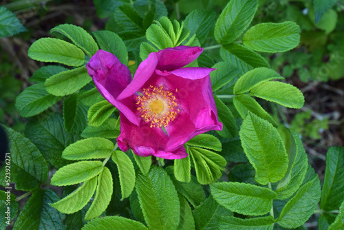 Beach Rose Bud Mandala 06