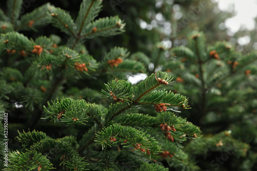 Green branches of beautiful conifer tree outdoors  closeup
