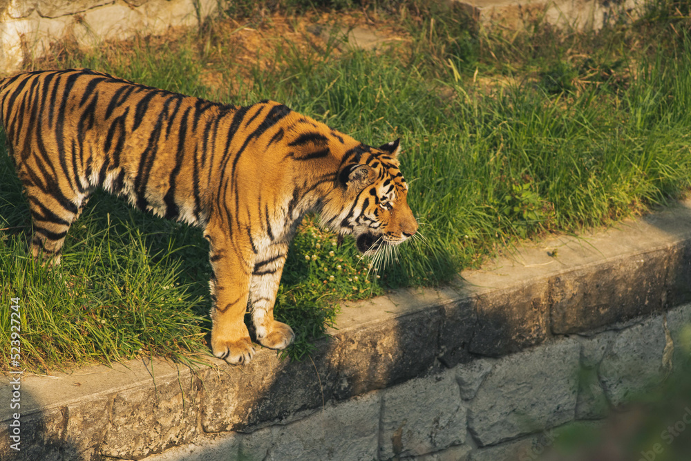 Obraz premium 天王寺動物園