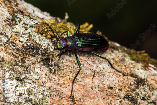 coloured beetle in a tree macro insects