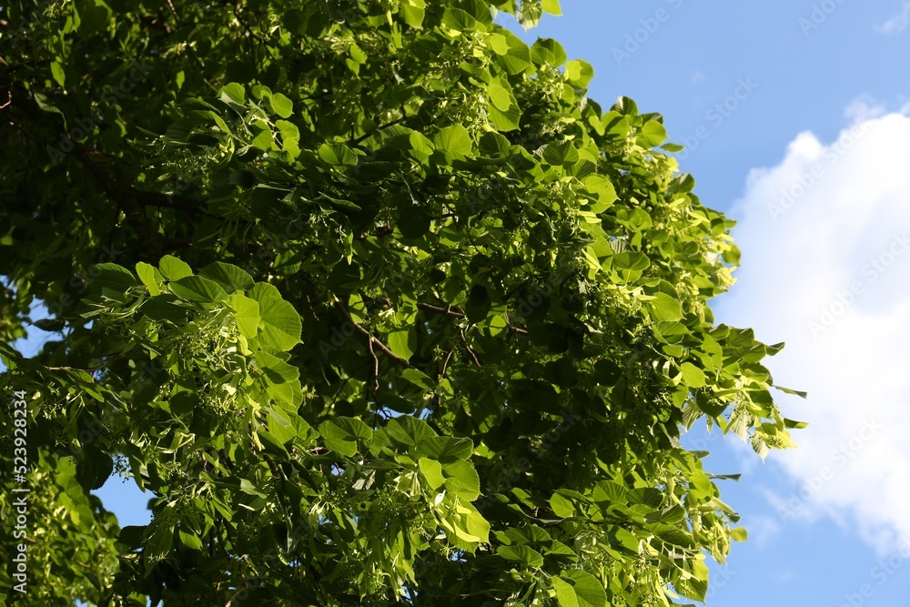 Beautiful blossoming linden tree outdoors on sunny spring day, low angle view Beautiful blossoming linden tree outdoors on sunny spring day, low angle view