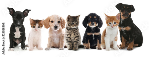 Cute dogs and cats on white background. Banner design