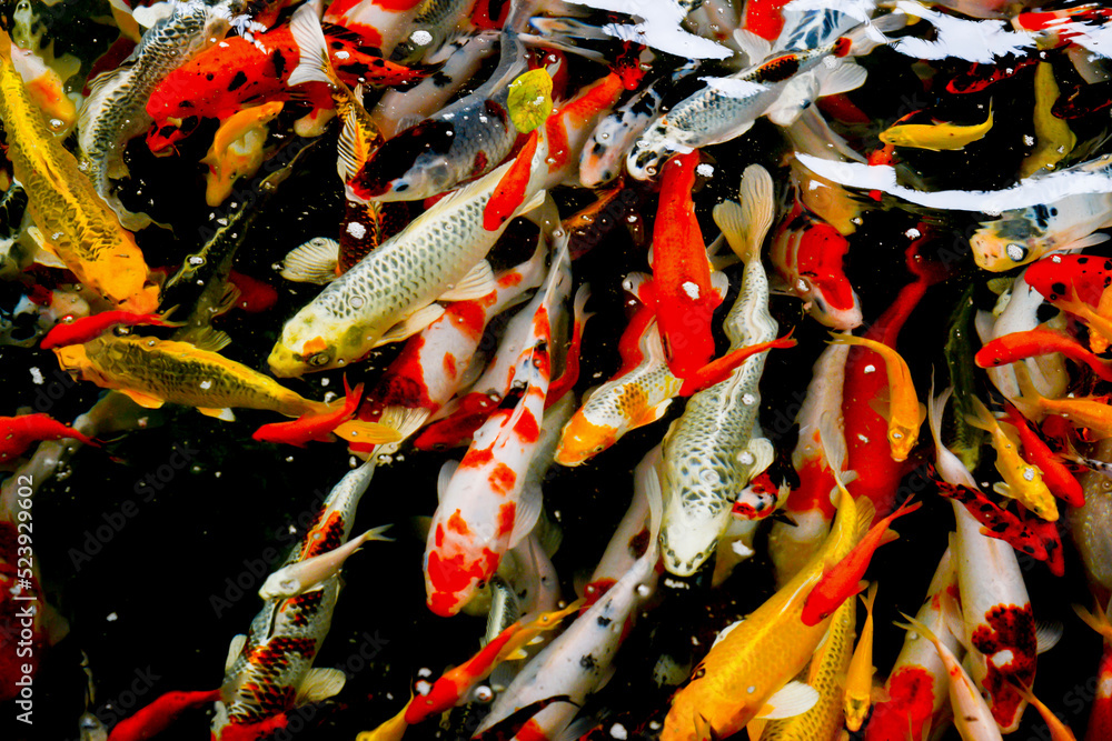 Many carp fish crowded of carp fish in pond background.