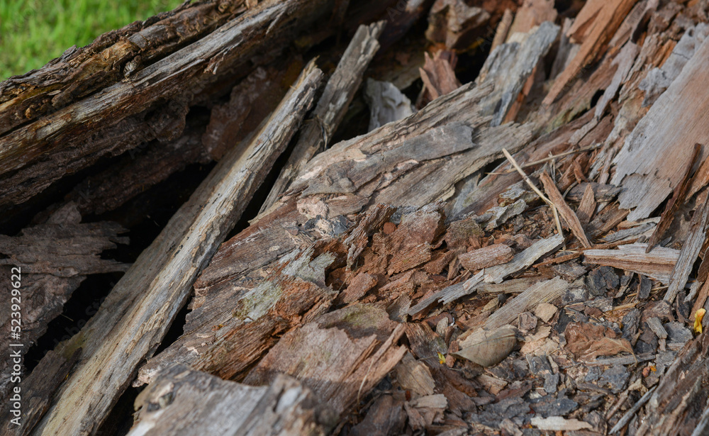 Rot on dead wood, natural textured detail on spruce trunk Rot on dead wood, natural textured detail on spruce trunk