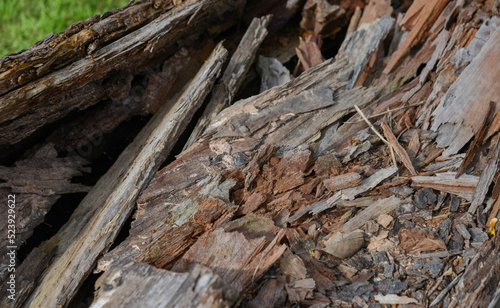 Rot on dead wood, natural textured detail on spruce trunk