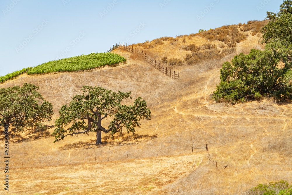 Trees on a hill of yellow grass with a fence and crops. In Southern California