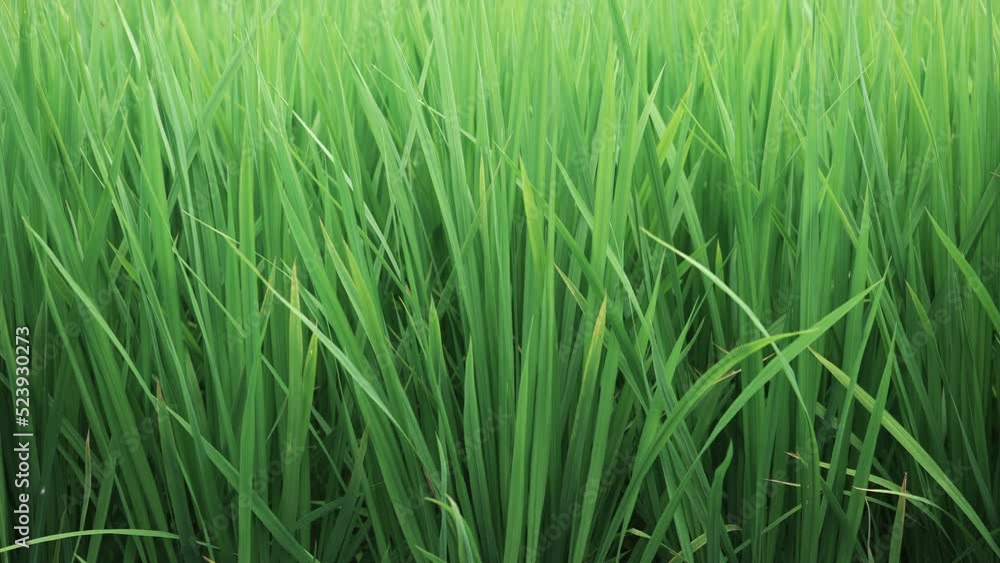 夏の田んぼの稲のクローズアップ