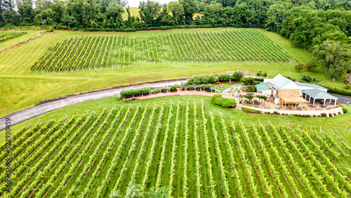 Photo Rows of wine grapes plants on vineyards of Virginia in the suburbs of Leesburg