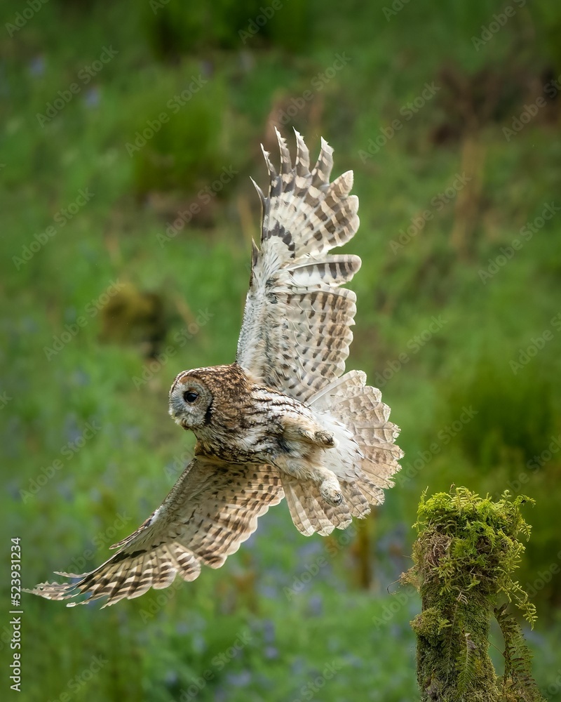 Vertical shot of a barred owl hovering on the background of a forest