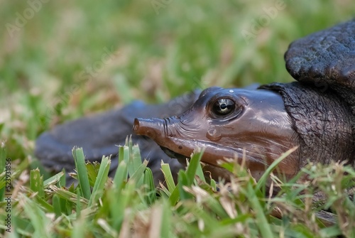 Closeup shot of a Florida softshell turtle (Apalone ferox) on the grass photo