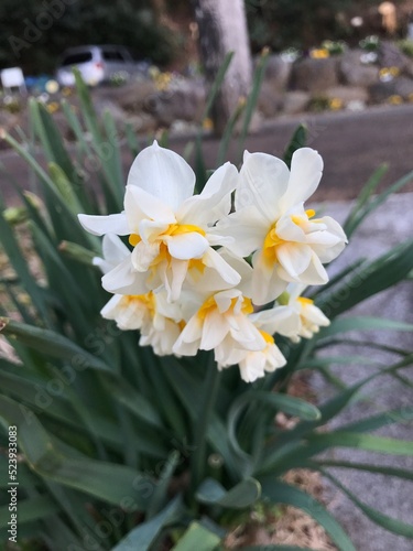 daffodils in the garden