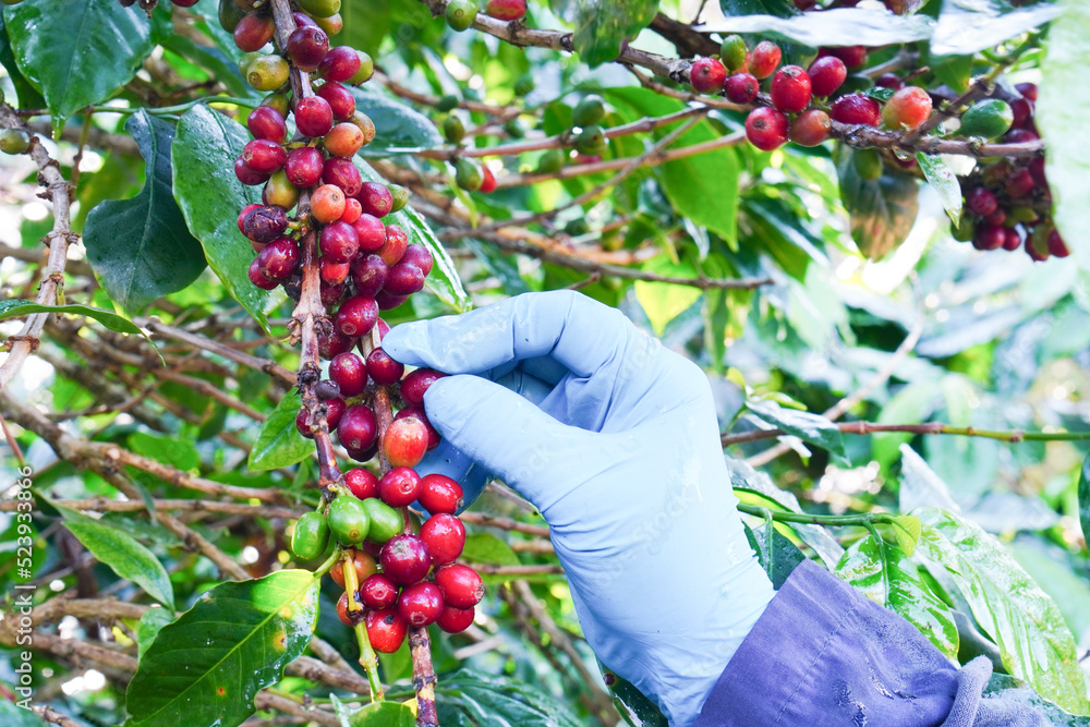 Plantation red coffee bean farmer hands ripe harvest in Garden farm