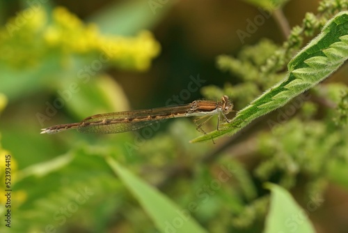 Closeup on a female Common winter damselfly, Sympecma fusca sitting in the vegetation in the garden photo