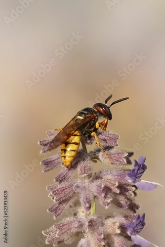 Vertical closeup on a European beewolf, Philanthus triangulum, on top of a purple Russian sage photo