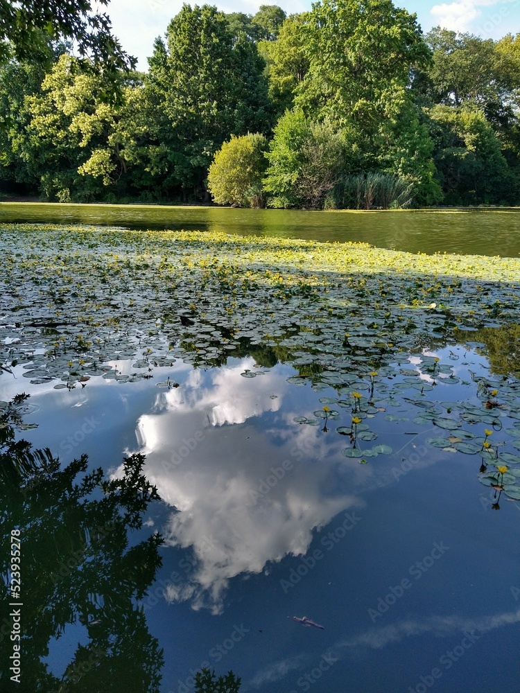 Fototapeta premium Reflection of clouds in lake, trees, and lilies 