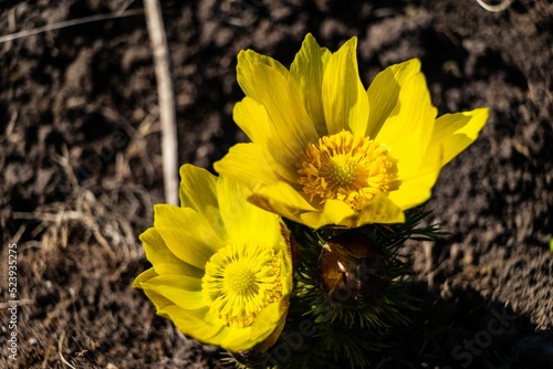Closeup of yellow Amur adonis flowers on blur background