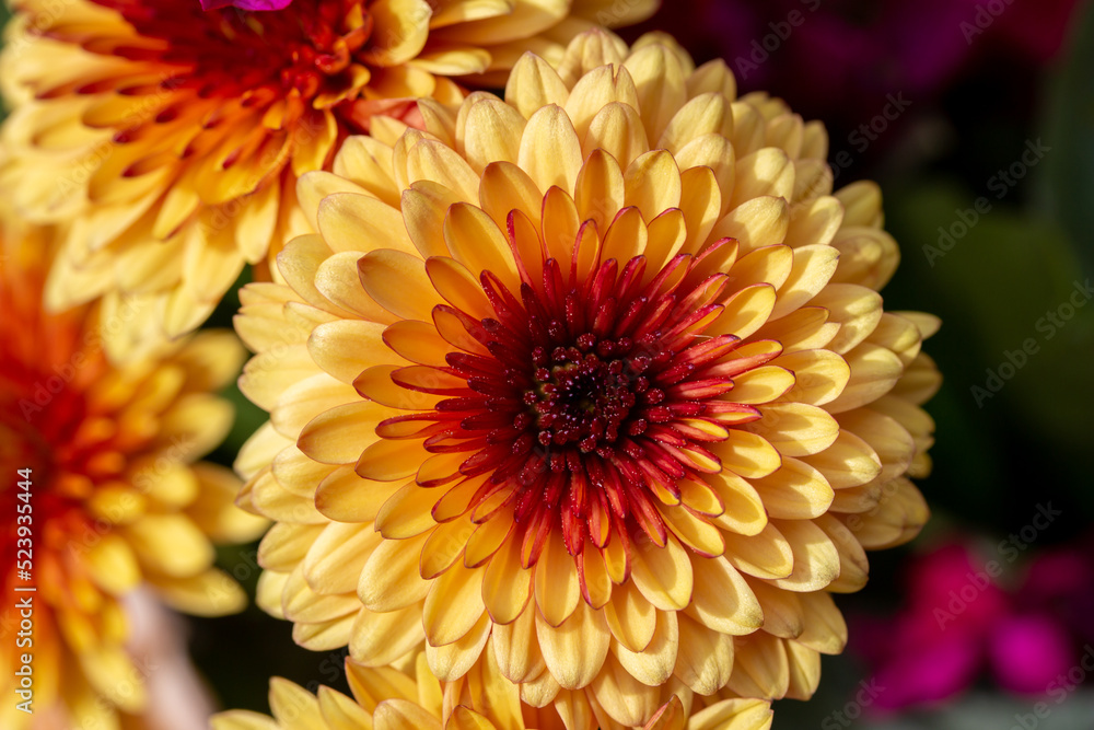 Macro texture background of a solitary bright yellow and red chrysanthemum flower in an indoor florist arrangement Macro texture background of a solitary bright yellow and red chrysanthemum flower in an indoor florist arrangement