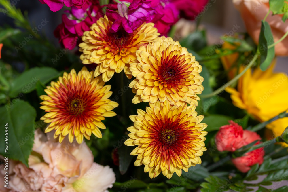 Close up texture background of a group of bright yellow and red chrysanthemum flowers in an indoor florist arrangement
Close up texture background of a group of bright yellow and red chrysanthemum flowers in an indoor florist arrangement