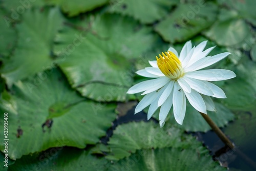 Beautiful blooming White water-lily floating above the foliage in Botanic Gardens, Singapore.