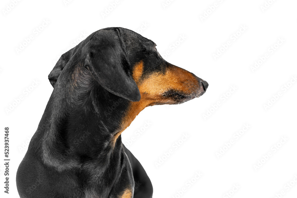Portrait of dachshund dog who turned away and looks back, revealing a view of the back of head, isolated on a white background. Someone called pet and attracted its attention.