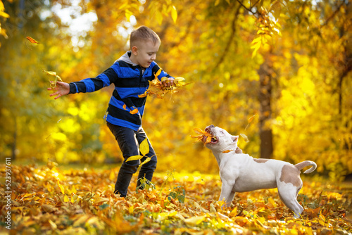 Photography Active little boy happily jumps and plays with American bully puppy, scattering yellowed and fallen leaves in beautiful sunny autumn park
