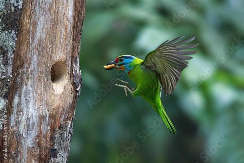 Closeup of a beautiful barbet bird flying towards a tree with a small hole photo