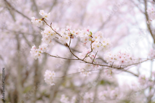 cherry blossom