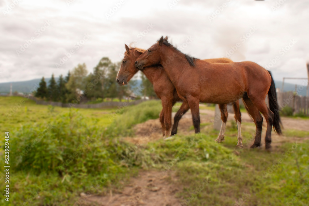 two brown horses in full growth on the green grass of nature in summer on a cloudy day