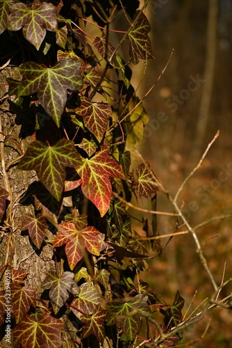 Vertical shot of ivy leaves on a tree in Berlin, Germany photo