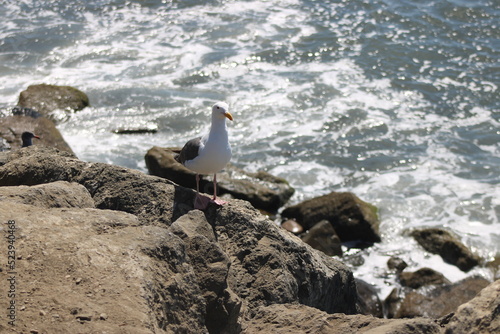 Seas and Seagulls