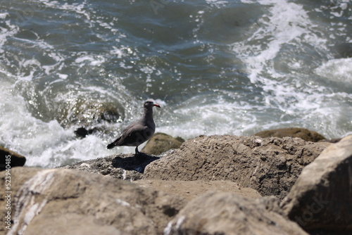 Seas and Seagulls