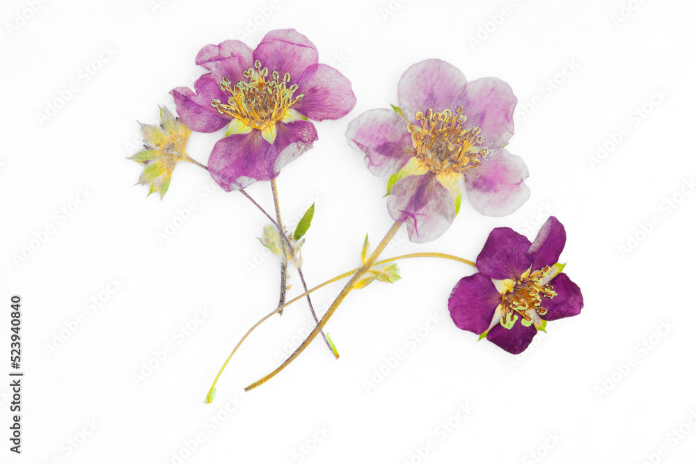 Beautiful, colorful dried flower arrangement on white background
