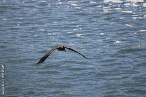 Flying over the water