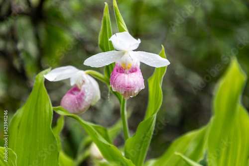 Showy Lady Slipper Orchids in Minnesota