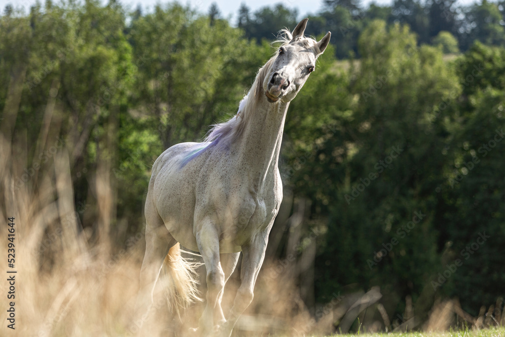Fototapeta premium Portrait of a beautiful white arabian horse gelding running across a pasture in late summer outdoors