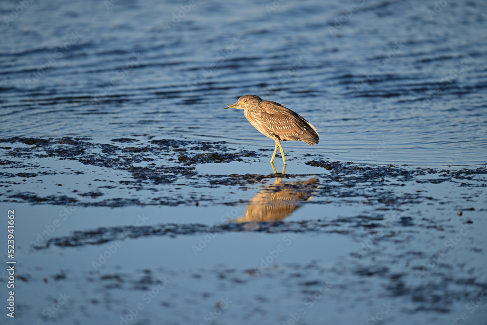 Black-crowned Night Heron, Juvenile Black-crowned Night Heron, Juvenile