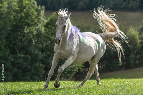 Portrait of a beautiful white arabian horse gelding running across a pasture in late summer outdoors
