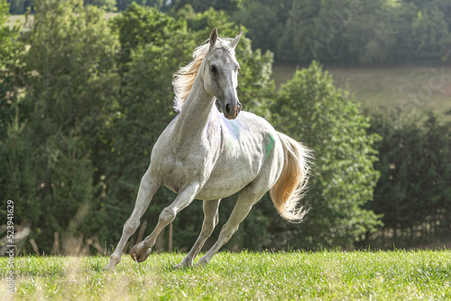 Portrait of a beautiful white arabian horse gelding running across a pasture in late summer outdoors