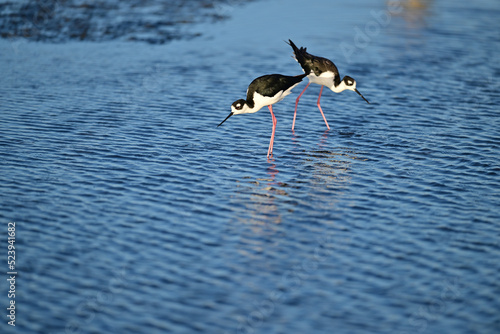 Hawaiian Stilt