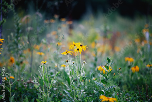 Fototapeta Naklejka Na Ścianę i Meble -  flowers in the grass; Canon RF: 70-200mm F2.8 on Eos R6