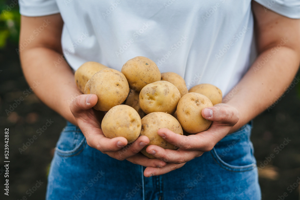 Recently picked potatoes in farmer's hands. Close-up portrait. Natural organic nutrition. Healthy lifestyle. Nature farming. Fresh organic vegetable. Recently picked potatoes in farmer's hands. Close-up portrait. Natural organic nutrition. Healthy lifestyle. Nature farming. Fresh organic vegetable.